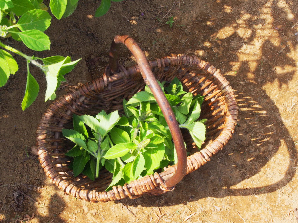 【数量限定】神奈川県産ネトル 茶葉(8g)