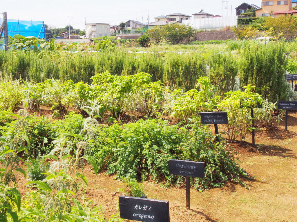 【数量限定】神奈川県産ネトル ティーバッグ(2.5g3個)