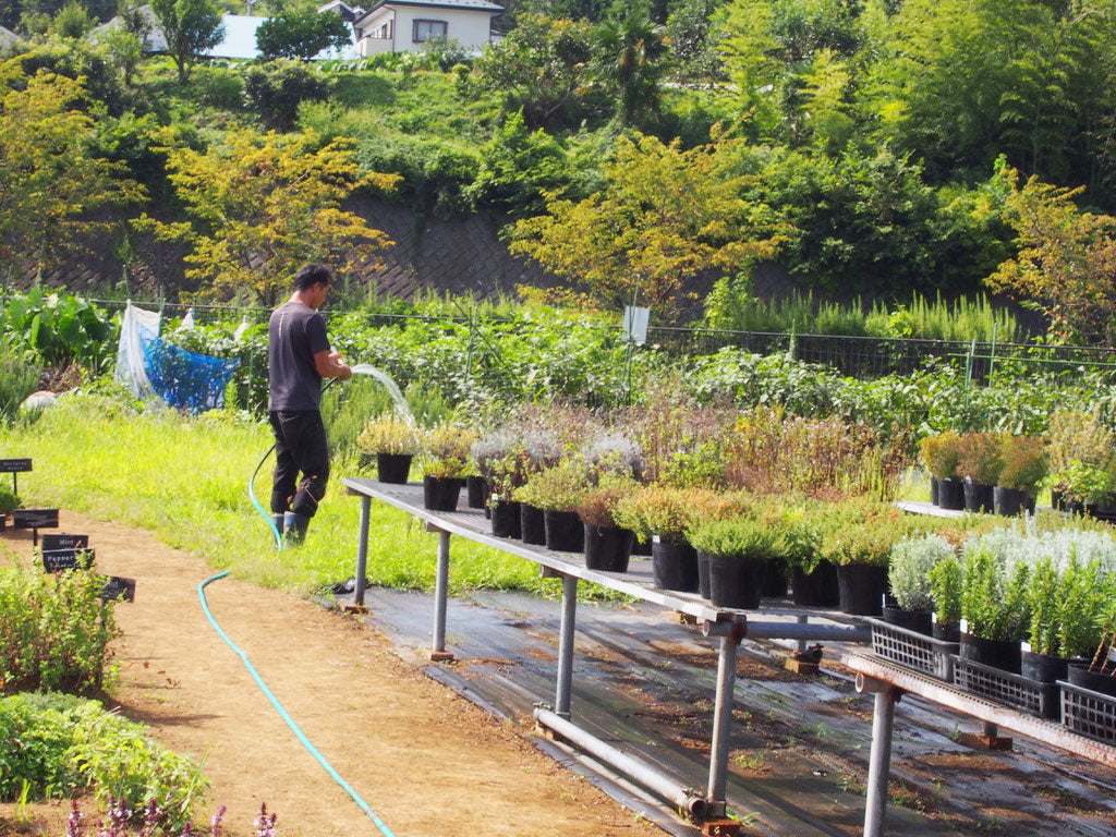【数量限定】花の香り神奈川県産パルマローザ ティーバッグ(2.5g3個入り)